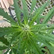 2026 Grow