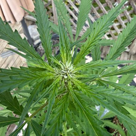 2026 Grow