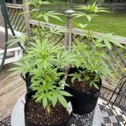 2026 Grow