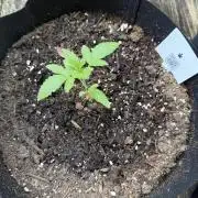 2026 Grow