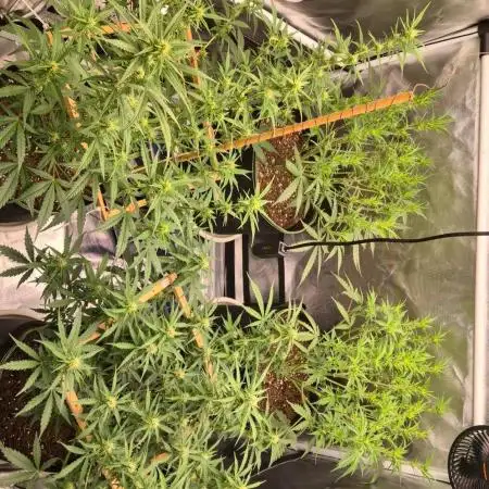 Defoliation Only RQS Autos