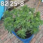 MAINLINE FRISIAN DEW