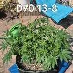MAINLINE FRISIAN DEW