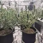 Defoliation Only RQS Autos