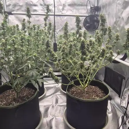Defoliation Only RQS Autos
