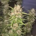 Defoliation Only RQS Autos