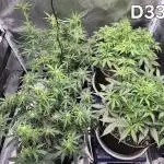 Defoliation Only RQS Autos