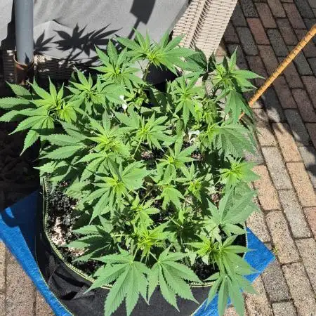 MAINLINE FRISIAN DEW