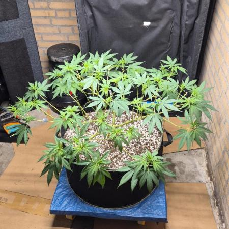 MAINLINE FRISIAN DEW