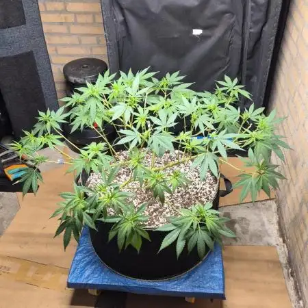 MAINLINE FRISIAN DEW