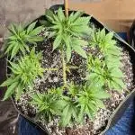 MAINLINE FRISIAN DEW
