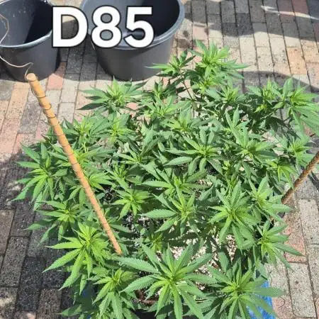 MAINLINE FRISIAN DEW