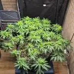 MAINLINE FRISIAN DEW