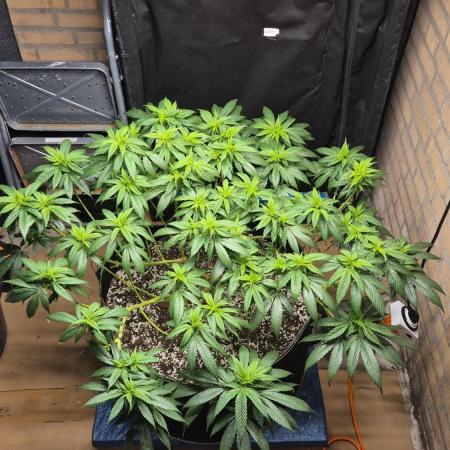 MAINLINE FRISIAN DEW