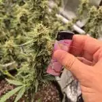 Defoliation Only RQS Autos