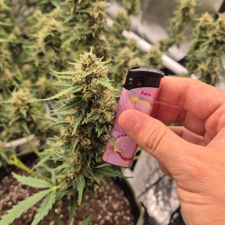 Defoliation Only RQS Autos