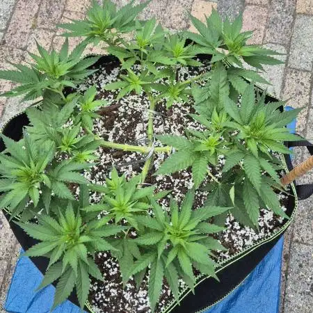 MAINLINE FRISIAN DEW