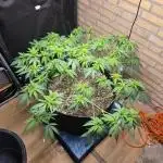 MAINLINE FRISIAN DEW