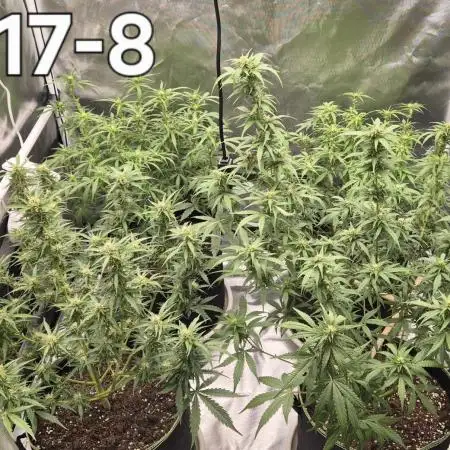 Defoliation Only RQS Autos