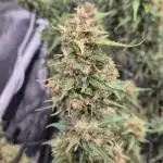 Defoliation Only RQS Autos