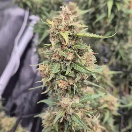 Defoliation Only RQS Autos