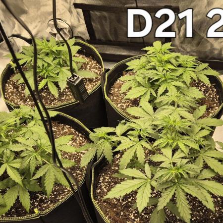 Defoliation Only RQS Autos