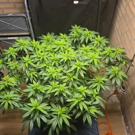 MAINLINE FRISIAN DEW