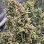 Defoliation Only RQS Autos