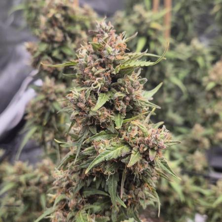 Defoliation Only RQS Autos
