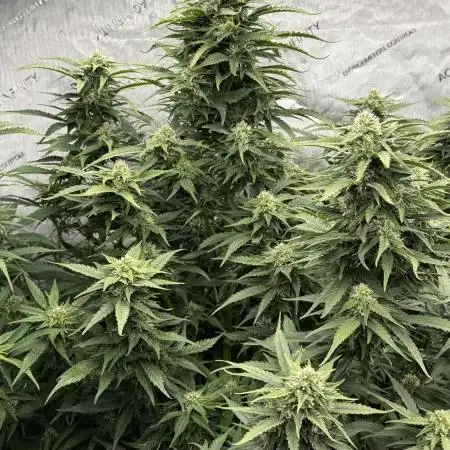 Granite Haze F5