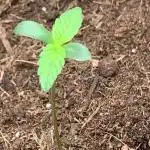 Quick one first grow