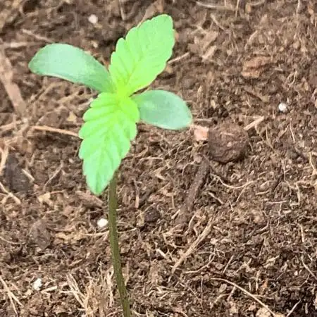Quick one first grow