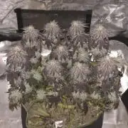 Zooapy   T.H Seeds ×Zamnesia