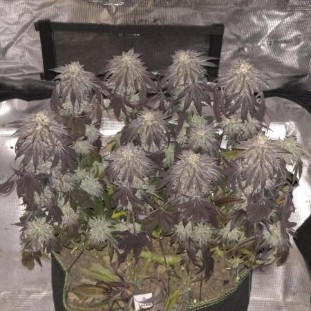 Zooapy   T.H Seeds ×Zamnesia