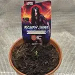 Scary Jane