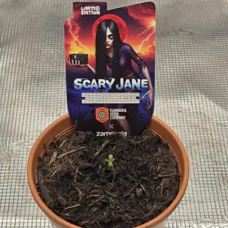 Scary Jane