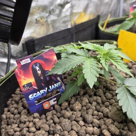 Scary Jane