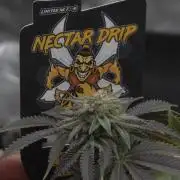 Nectar Drip Nr.2