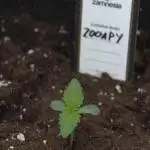 Zooapy   T.H Seeds ×Zamnesia