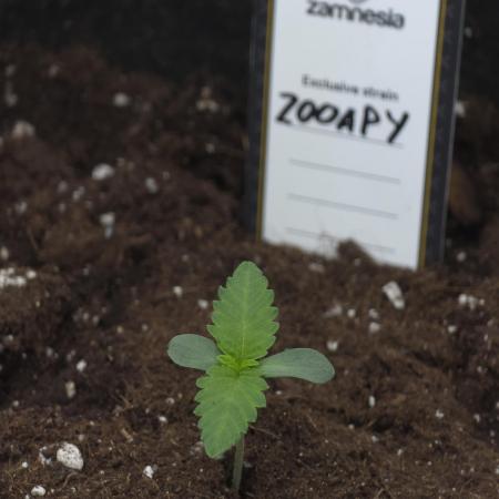 Zooapy   T.H Seeds ×Zamnesia