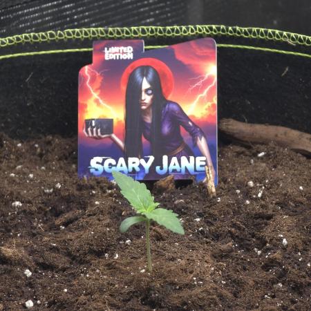 Scary Jane