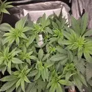 Zooapy   T.H Seeds ×Zamnesia