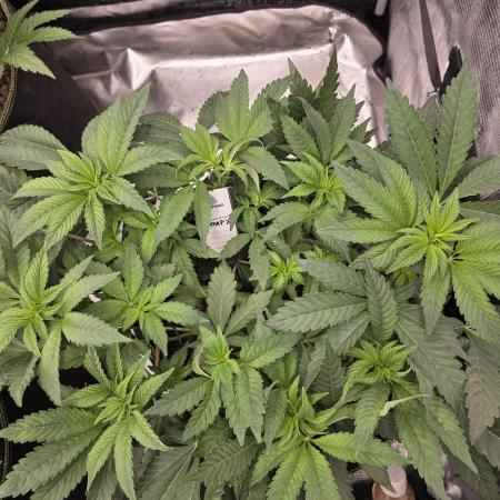 Zooapy   T.H Seeds ×Zamnesia