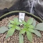 Zooapy   T.H Seeds ×Zamnesia