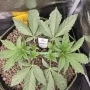 Zooapy   T.H Seeds ×Zamnesia