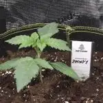 Zooapy   T.H Seeds ×Zamnesia