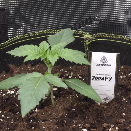 Zooapy   T.H Seeds ×Zamnesia