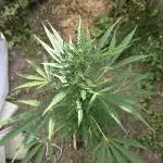 Gorilla Zkittles auto