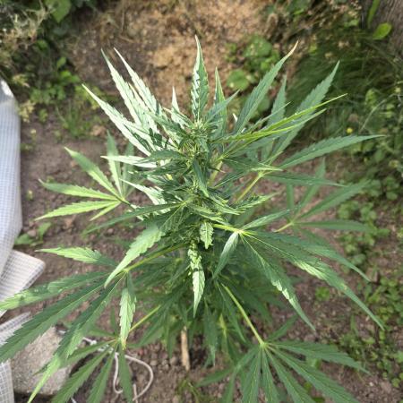 Gorilla Zkittles auto