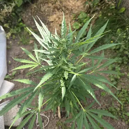 Gorilla Zkittles auto